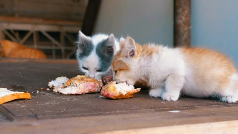 Stock Video Homeless Kittens Eating On The Street Animated Wallpaper - Free Live Wallpaper