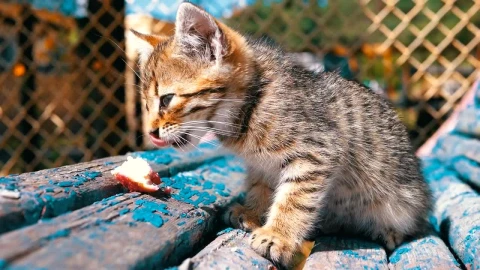 Stock Video Homeless Great Kidding Eating In Slow Motion Animated Wallpaper - Free Live Wallpaper