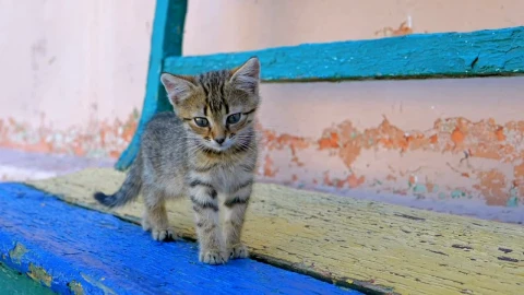 Stock Video Homeless Gray Kitten Is Walking On The Street Animated Wallpaper - Free Live Wallpaper