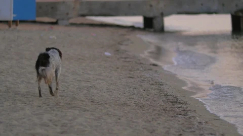 Stock Video Homeless Dog Running Along The Coast Animated Wallpaper - Free Live Wallpaper