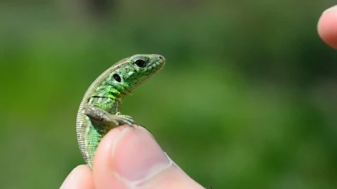 Stock Video Holding A Small Lizard Animated Wallpaper - Free Live Wallpaper