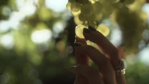 Stock Video Holding A Grape Against The Light Animated Wallpaper - Free Live Wallpaper