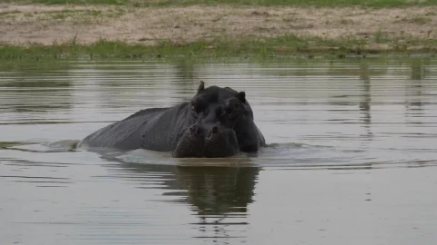Stock Video Hippo Yawning In The Lake Animated Wallpaper - Free Live Wallpaper