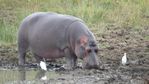 Stock Video Hippo Sleeping Near A Pond Animated Wallpaper - Free Live Wallpaper