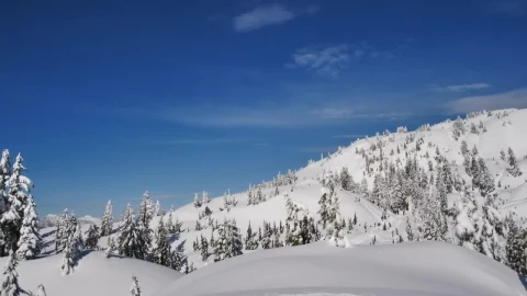 Stock Video Hill Covered With Snow And Pine Animated Wallpaper - Free Live Wallpaper