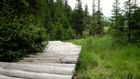 Stock Video Hiker Woman Going Through A Wooden Path Animated Wallpaper - Free Live Wallpaper
