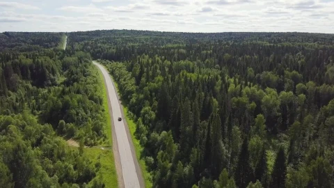 Stock Video Highway Through A Large Forest Animated Wallpaper - Free Live Wallpaper