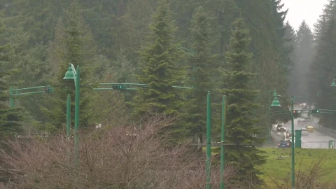 Stock Video Highway In A Pine Forest Animated Wallpaper - Free Live Wallpaper