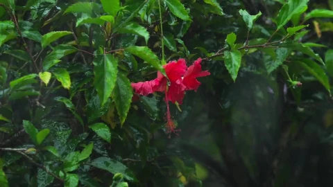 Stock Video Hibiscus Flower Under Heavy Rain Animated Wallpaper - Free Live Wallpaper
