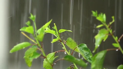 Stock Video Hibiscus In The Rain Animated Wallpaper - Free Live Wallpaper