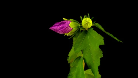 Stock Video Hibiscus Flower Opening Animated Wallpaper - Free Live Wallpaper