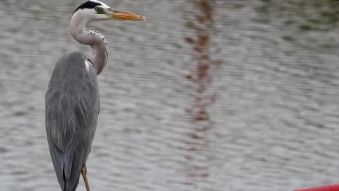 Stock Video Heron Looking Around At The Side Of A Lake Animated Wallpaper - Free Live Wallpaper