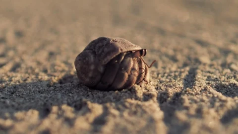 Stock Video Hermit Crab Walking On The Sand Animated Wallpaper - Free Live Wallpaper
