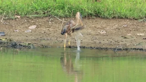 Stock Video Heron Drinking By A Lake Animated Wallpaper - Free Live Wallpaper