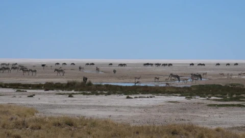 Stock Video Herds Of African Animals On A Vast Plain Animated Wallpaper - Free Live Wallpaper