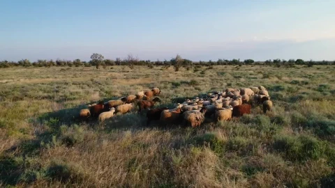 Stock Video Herd Walking In A Field In Nature Animated Wallpaper - Free Live Wallpaper