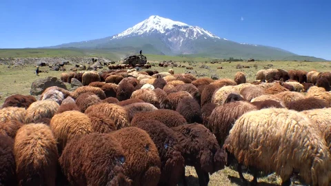 Stock Video Herd Of Sheep In The Mountain Valley Animated Wallpaper - Free Live Wallpaper