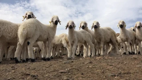 Stock Video Herd Of Lambs Animated Wallpaper - Free Live Wallpaper