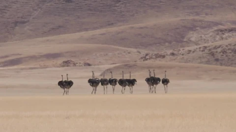 Stock Video Herd Of Ostrich Running On A Dry Savanna Animated Wallpaper - Free Live Wallpaper