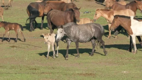 Stock Video Herd Of Horses In The Wild Animated Wallpaper - Free Live Wallpaper