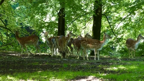 Stock Video Herd Of Deer In The Forest Animated Wallpaper - Free Live Wallpaper