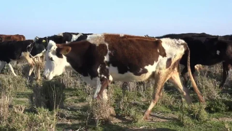 Stock Video Herd Of Cows Walking Animated Wallpaper - Free Live Wallpaper