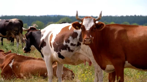 Stock Video Herd Of Cows In The Countryside Animated Wallpaper - Free Live Wallpaper