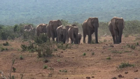 Stock Video Herd Of African Elephants Walking On The Savanna Animated Wallpaper - Free Live Wallpaper