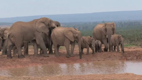 Stock Video Herd Of African Elephants In A Pond Animated Wallpaper - Free Live Wallpaper