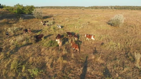 Stock Video Herd Cows Grazing In The Meadow Animated Wallpaper - Free Live Wallpaper