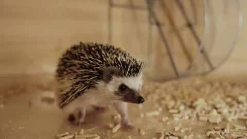 Stock Video Hedgehog Pet Running Animated Wallpaper - Free Live Wallpaper