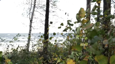 Stock Video Heavy Wind At The Coast Animated Wallpaper - Free Live Wallpaper