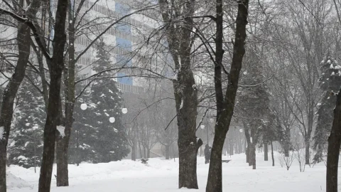 Stock Video Heavy Snowfall In A City Park Animated Wallpaper - Free Live Wallpaper