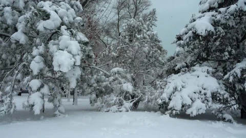 Stock Video Heavy Snow On Tree Branches Moved By Wind Animated Wallpaper - Free Live Wallpaper