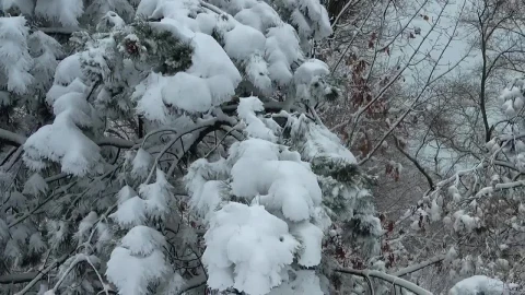 Stock Video Heavy Snow On Tree Branches Animated Wallpaper - Free Live Wallpaper