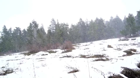 Stock Video Heavy Snow Falling In The Forest Animated Wallpaper - Free Live Wallpaper