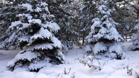 Stock Video Heavy Snow Fall Animated Wallpaper - Free Live Wallpaper