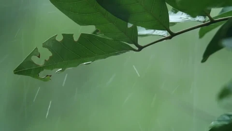Stock Video Heavy Rainfall Through Leaves Animated Wallpaper - Free Live Wallpaper
