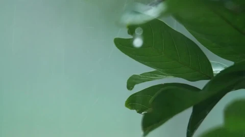 Stock Video Heavy Rainfall In The Garden Animated Wallpaper - Free Live Wallpaper