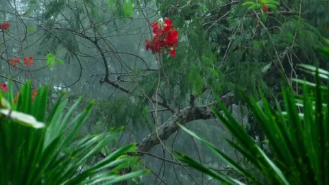Stock Video Heavy Rain In Tropical Forest Animated Wallpaper - Free Live Wallpaper