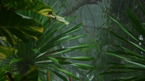 Stock Video Heavy Rain In The Tropical Forest Animated Wallpaper - Free Live Wallpaper
