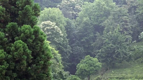 Stock Video Heavy Rain In The Green Forest Animated Wallpaper - Free Live Wallpaper