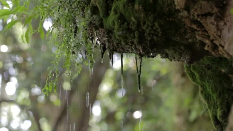 Stock Video Heavy Rain Deep In A Forest Animated Wallpaper - Free Live Wallpaper