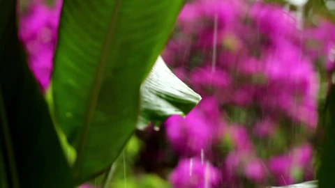 Stock Video Heavy Rain Falling Across Wildflowers Animated Wallpaper - Free Live Wallpaper