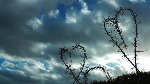 Stock Video Heart Shaped Branches In Nature Animated Wallpaper - Free Live Wallpaper