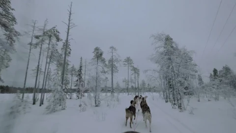 Stock Video Heading Deep Into A Winter Forest Animated Wallpaper - Free Live Wallpaper