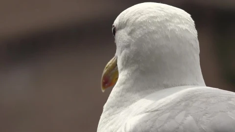 Stock Video Head Of A Seagull Animated Wallpaper - Free Live Wallpaper