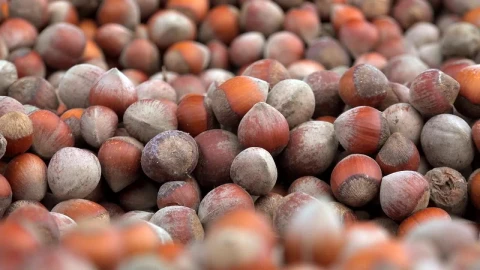 Stock Video Hazelnut Bunch Close Up Animated Wallpaper - Free Live Wallpaper