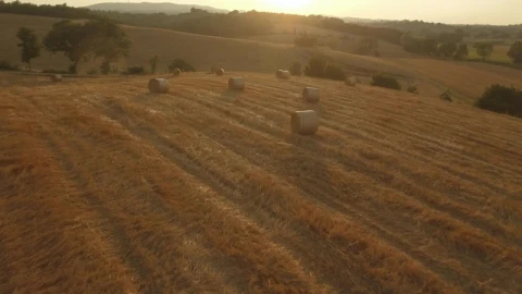 Stock Video Hay Rolls In An Agriculture Field At Sunset Animated Wallpaper - Free Live Wallpaper