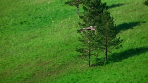 Stock Video Hawk Flying In The Meadow Animated Wallpaper - Free Live Wallpaper